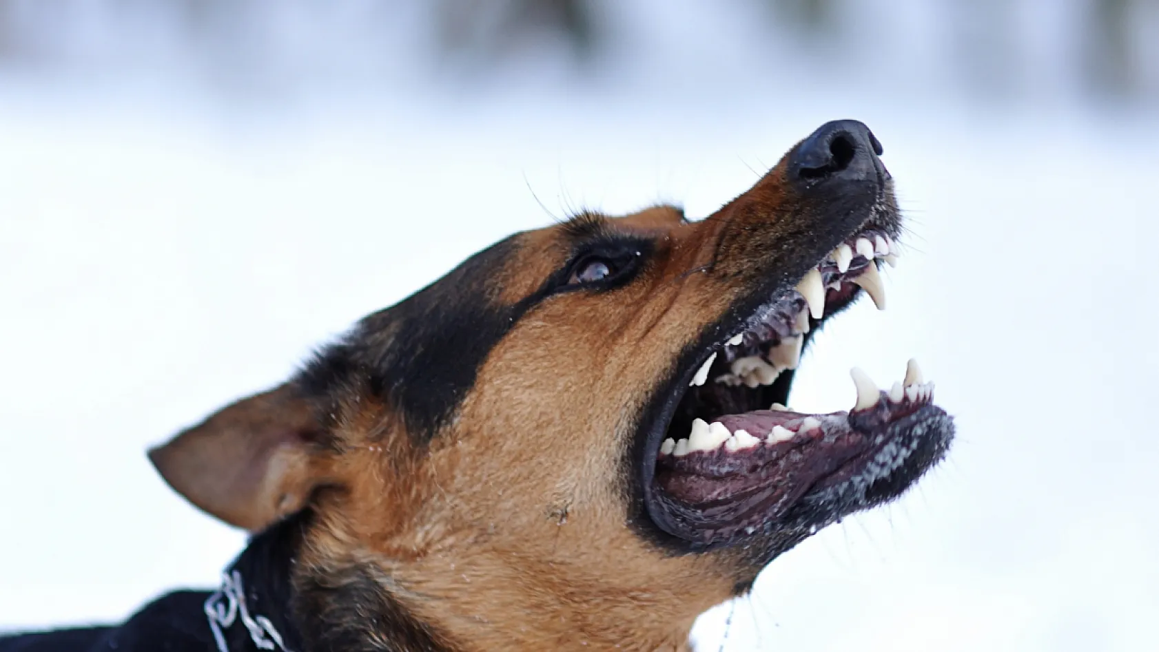 Köpek Saldırısından Nasıl Korunulur?