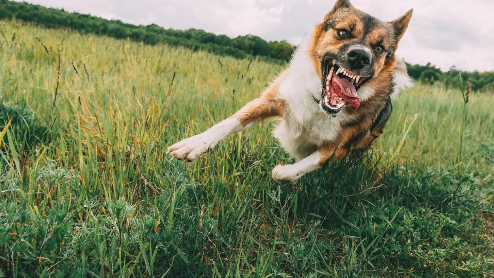 Köpek Saldırısından Nasıl Korunulur?