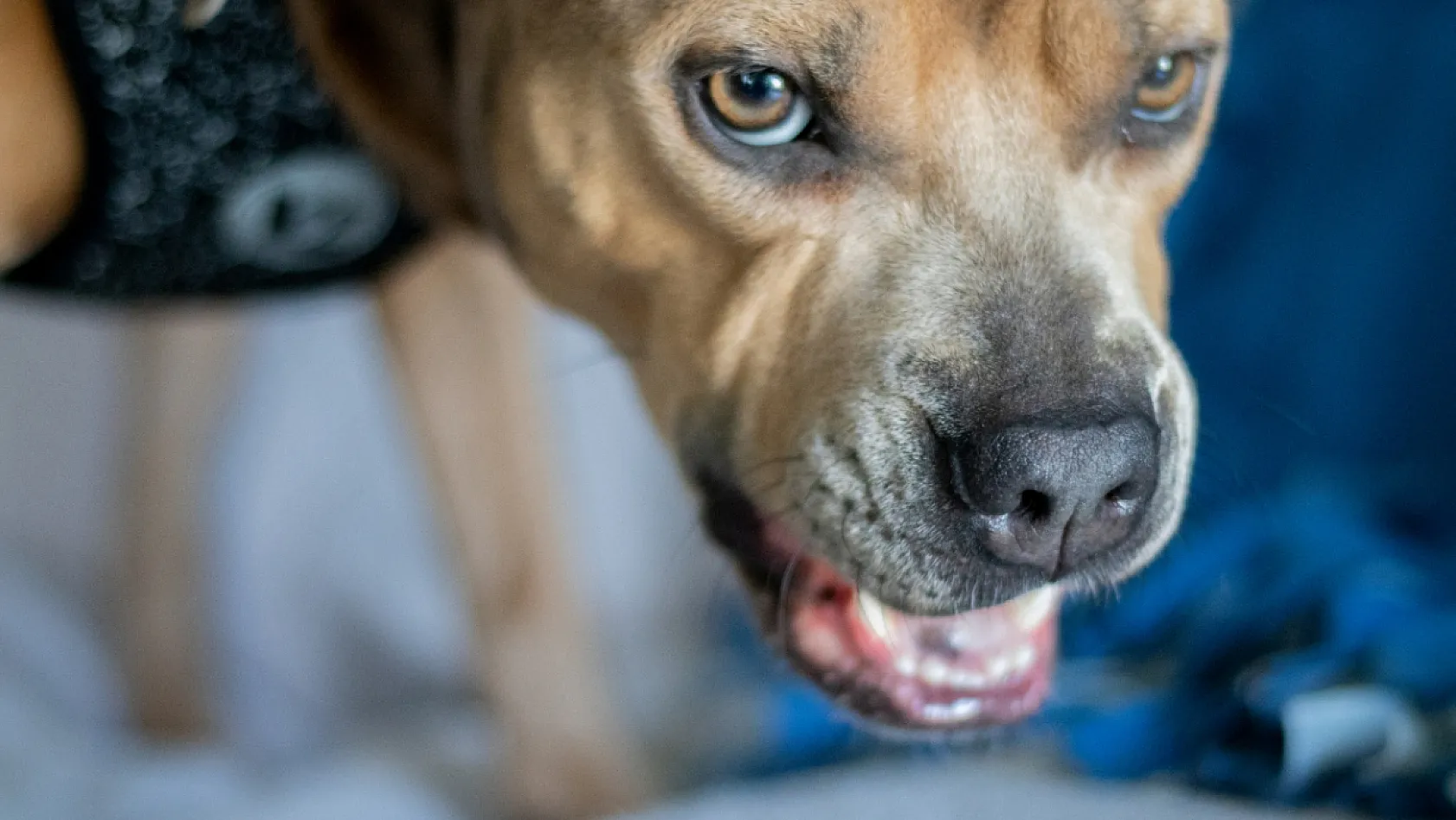 Köpek Saldırısından Nasıl Korunulur?