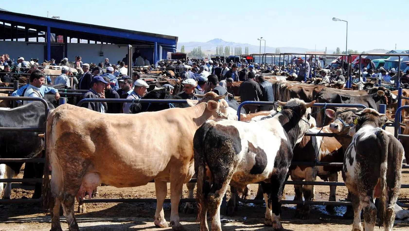 15 Bin'den Aşağı Kurbanlık Yok. Büyükbaş 80 Bin'den Başlıyor