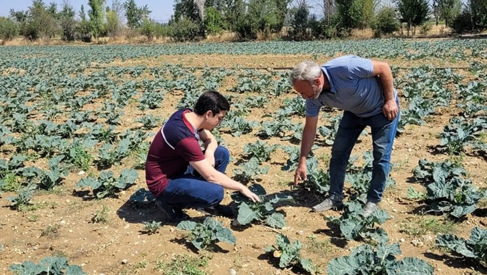 Afyonkarahisar'da Brokoli Alanları İncelendi