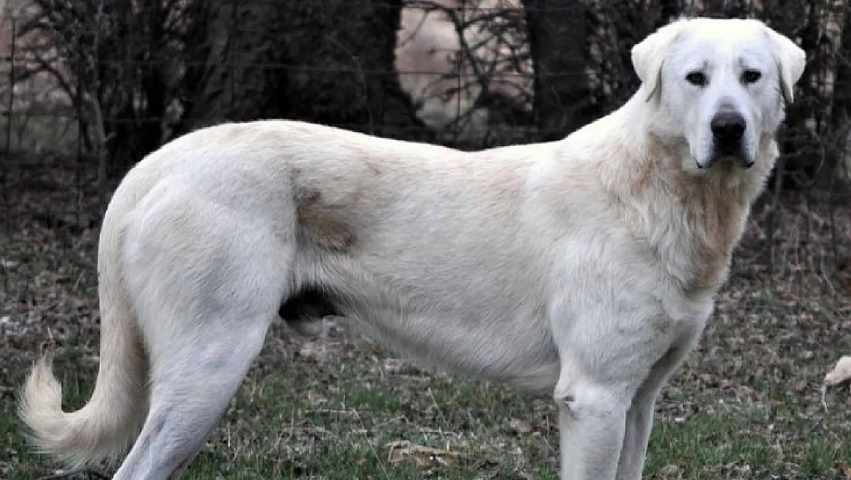 Akbaş İle Kangal Arasındaki Fark Nedir?