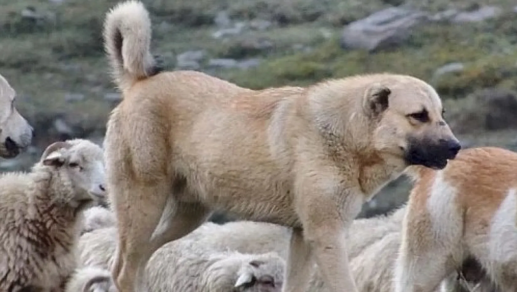 Anadolu Çoban Köpeği Soğuğa Dayanıklı Mı?