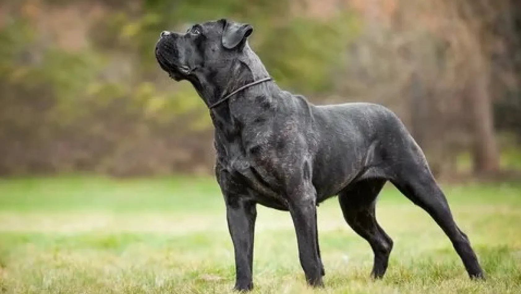 Cane Corso Cinsi Köpekler Hakkında Bilmediklerimiz