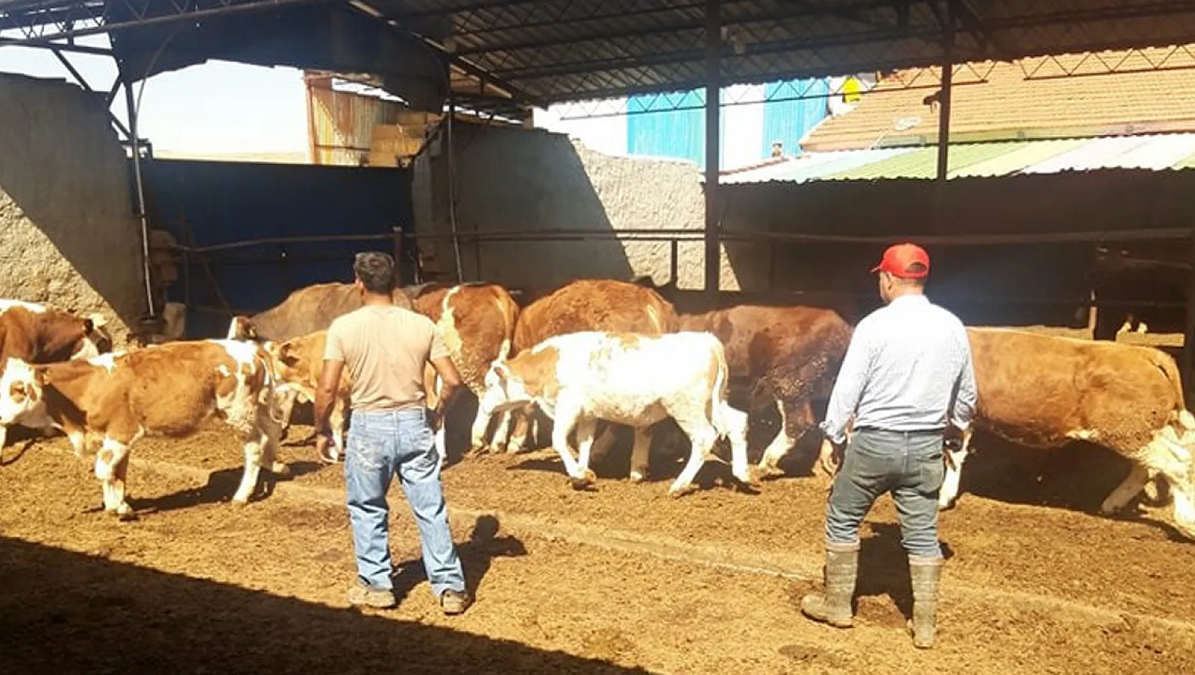 Çobanlar'da Şap Aşılamaları Yapılıyor