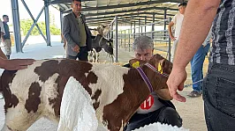 40 Günlük Buzağı Zirveye Çıktı!