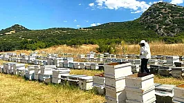 Afyon'da Arıcılıkta Kapsamlı Denetim Başladı