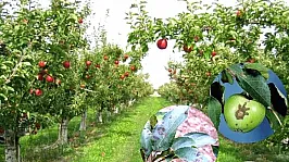 Afyonkarahisar'da Kritik Uyarı!