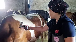 Afyonkarahisar'da Şap Hastalığıyla Mücadele Sürüyor