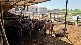 Besilik Sığırlara Yönelik Kontrol Ve Denetimler Sürüyor