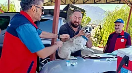 Çay'da Evcil Hayvanlara Kimliklendirme Ve Kuduz Aşısı Yapıldı