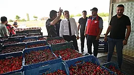 Çay'da Kiraz Hasadı Başladı