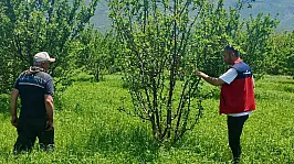 Çay'da Planlı Üretim Yapılan Araziler Kontrol Ediliyor