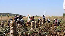 Hasadı Başlayan Patates Fiyatıyla Üreticilerin Yüzünü Güldürdü