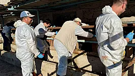 İthal Büyükbaş Hayvanların Sağlık Kontrolleri Yapıldı