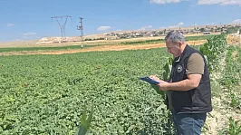 Şuhut'ta Patates Üretim Alanlarında Saha Kontrolleri Sürüyor