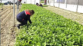 Tere Ve Roka Üretilen Seralardan Denetim