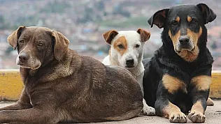 81 İlde Sokak Köpekleri İçin Kritik Denetim! Belediyeler Mercek Altında