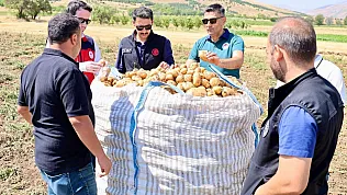 Afyon'da Patates Hasadı Sürüyor! Şuhut'ta Tarlalar Tek Tek İncelendi