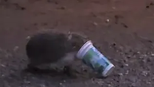 Ayran Kutusuna Sıkışan Kirpinin Zor Anları Kamerada