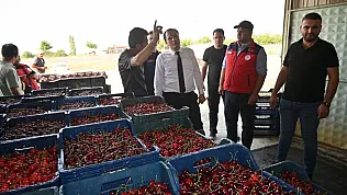 Çay'da Kiraz Hasadı Başladı