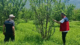 Çay'da Planlı Üretim Yapılan Araziler Kontrol Ediliyor