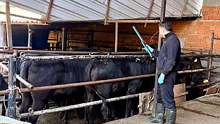 Damızlık Sığırlara Yönelik Tespit Çalışmaları Sürüyor