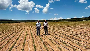 Dazkırı'da Barbunya Üretim Alanları İncelendi