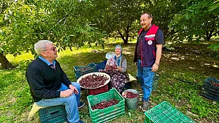 Kiraz Bahçelerinde Hasat Öncesi Pestisit Denetimi