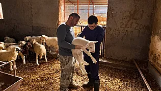 Küçükbaş Hayvanlara Yönelik Aşılama Çalışmaları Sürüyor