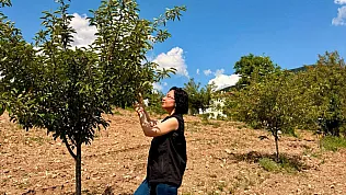 Şuhut'ta Vişne Bahçeleri Kontrol Edildi