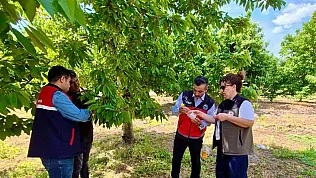 Sultandağı'nın Organik Kirazı Sirke İle Korunuyor