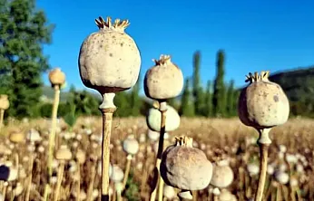 ABD Afyon Tohumlarını Bozmak İçin Havadan Tohum Saçmış