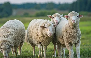 Afyon'da 200 Aileye 5 Bin Koyun Dağıtılacak