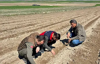 Afyon'da Ayçiçek Tohumları Toprakla Buluştu