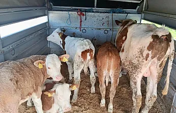 Afyon'da Denetimler Sürüyor: Belgeler Tek Tek İncelendi