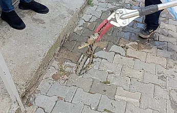 Afyon'da Eve Giren Yılan Paniğe Neden Oldu