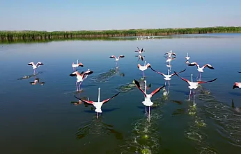 Afyon'da Görsel Şölen! Eber Gölü'nü Yüzlerce Flamingo Bastı