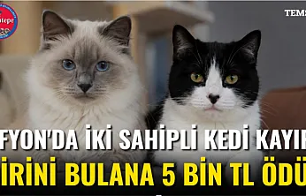 Afyon'da İki Sahipli Kedi Kayıp! Birini Bulana 5 Bin TL Ödül