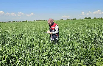 Afyon'da İlk Kez Ekilen Şalgam Takipte