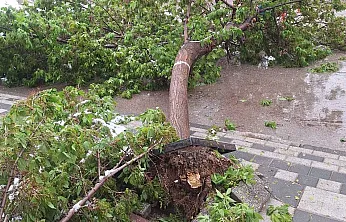Afyon'da Karın Ağırlığına Dayanamayan Ağaçlar Devrildi