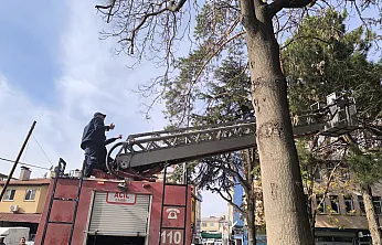 Afyon'da Kedi Operasyonu... Yöntem Dikkat Çekti