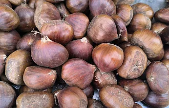 Afyon'da Kestane Fiyatıyla Yüzleri Güldürdü