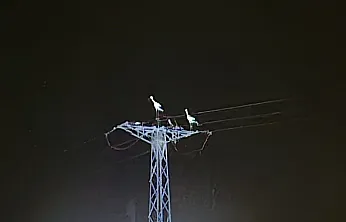 Afyon'da Leyleklerin Göçü Elektrik Kesintisine Neden Oldu