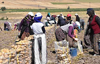 Afyon'da Patates Hasadı Başladı! Sandıklı Patatesine Yoğun İlgi