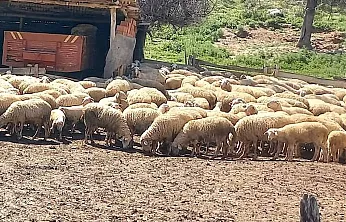 Afyon'da Pırlak Takibi Başladı!