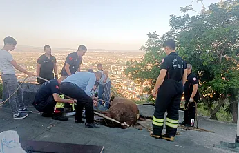 Afyon'da Şaşkına Çeviren Olay: Otlayan İnek Evin Çatısına Düştü!