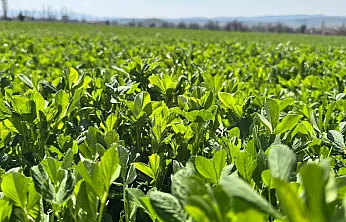 Afyon'da Tarlalar Mercek Altında!