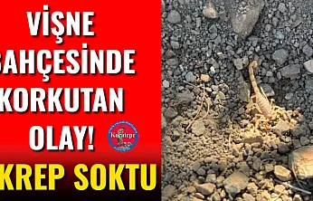 Afyon'da Vişne Hasadında Korkutan Anlar!