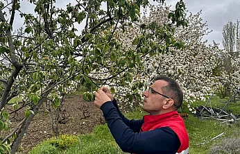 Afyon'da Zirai Don Etkisi Sonrası Tarlalar Tek Tek Kontrol Ediliyor